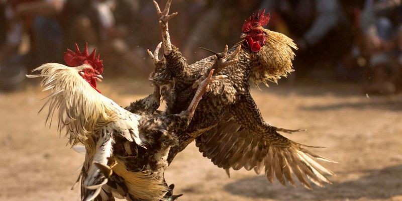 Sảnh đá gà BET88 siêu chất lượng với nhiều kèo ngon