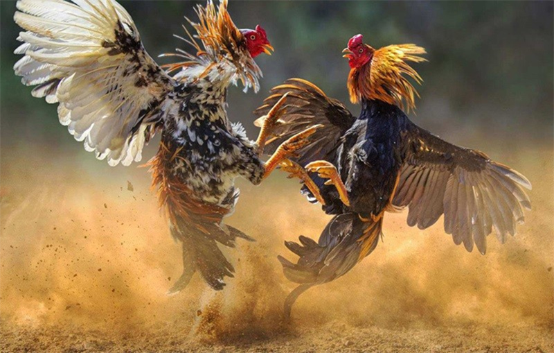 Đá gà BET88 thiết kế hàng ngàn trận đấu