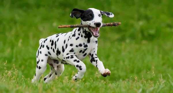 Ngủ mộng chó đốm thể hiện sự lạc lối và mất đi phương hướng