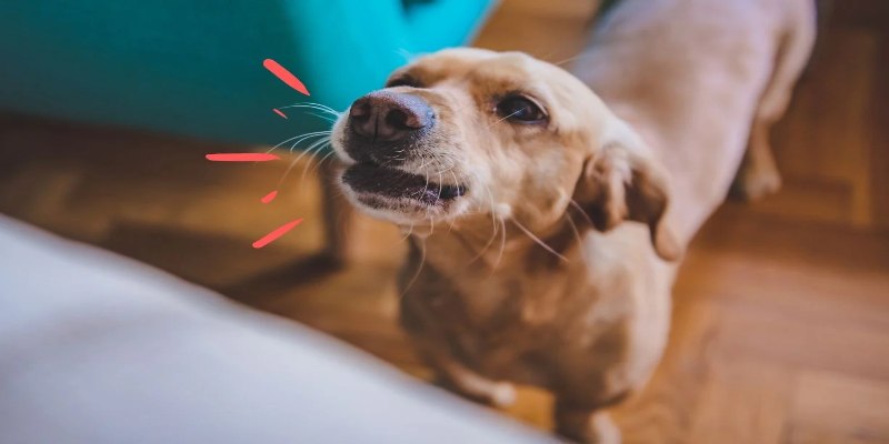 Ngủ mơ chó sủa thể hiện về mâu thuẫn, xung đột đời thực